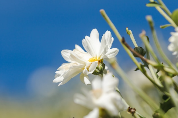 Campos de flores brancas, dendranthema morifolium, cultivadas nas terras altas