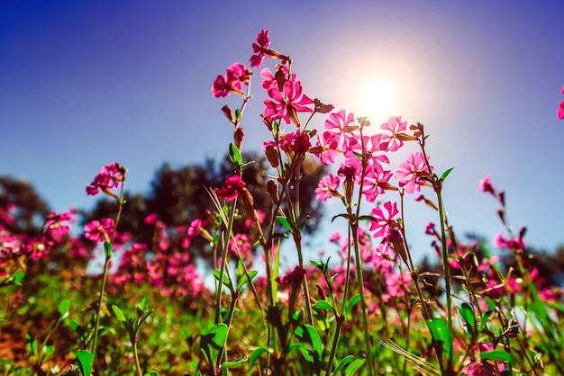Campos de flores cor de rosa ao sol.