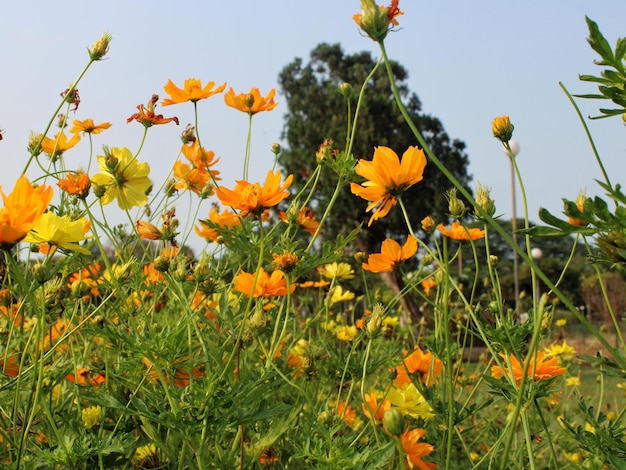 Campos de flores de laranja amarelo bonito e bonito