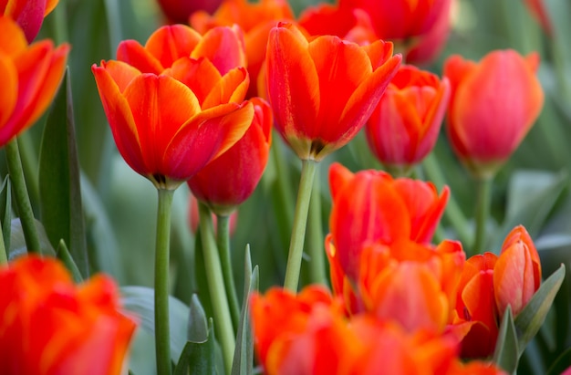 Campos de flores de tulipa vermelha florescendo no jardim