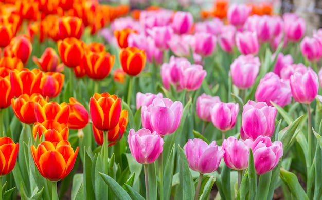 Campos de flores de tulipa