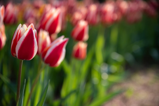 Campos de flores de tulipas coloridas na manhã de primavera