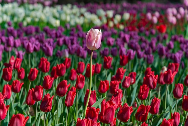 Campos de flores de tulipas coloridas na manhã de primavera