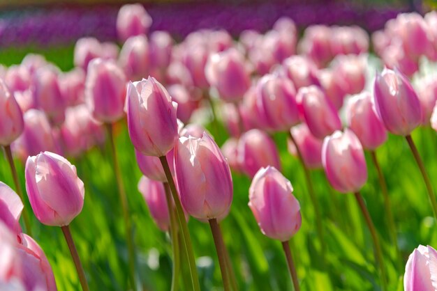 Campos de flores de tulipas coloridas na manhã de primavera