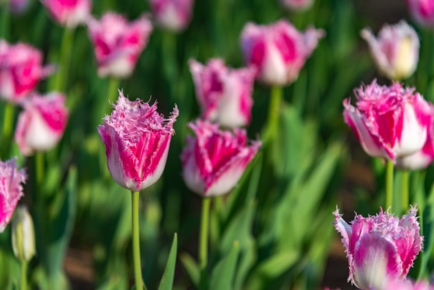 Campos de flores de tulipas coloridas na manhã de primavera