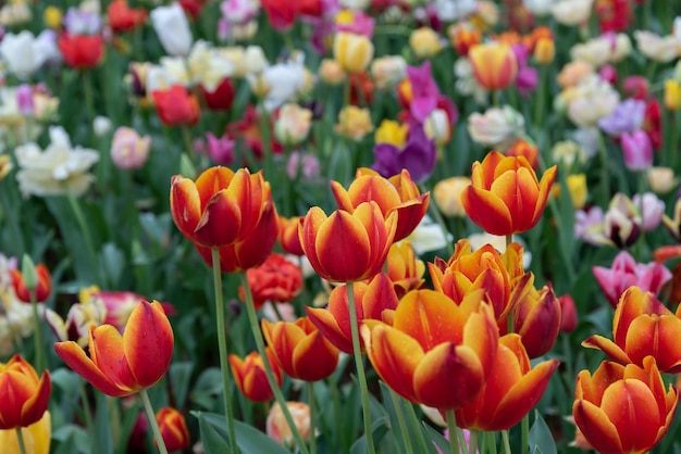 Campos de flores de tulipas coloridas na manhã de primavera