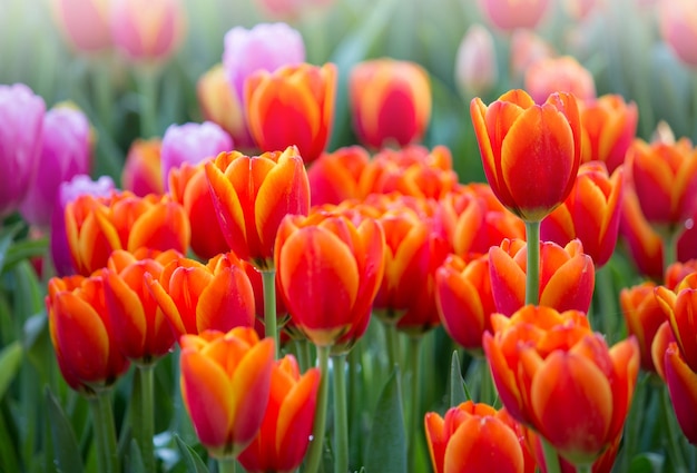 Campos de flores de tulipas coloridas que florescem no jardim