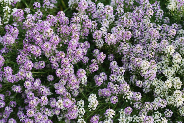 Campos de flores de verão roxo e branco de alissum