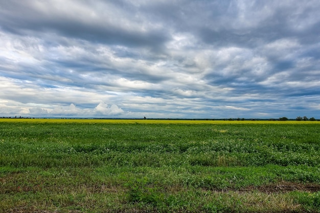 Campos de flores do Cáucaso do Norte na perspectiva de um céu nublado por do sol República da Ossétia do Norte Alania