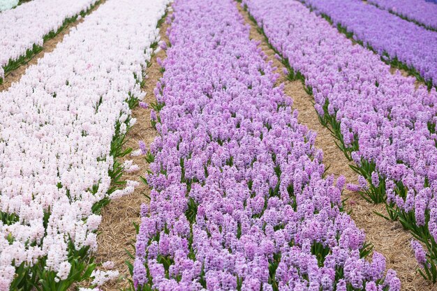 Campos de flores holandeses famosos durante a floração - fileiras de jacintos coloridos. holanda