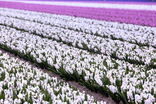 Campos de flores holandeses
