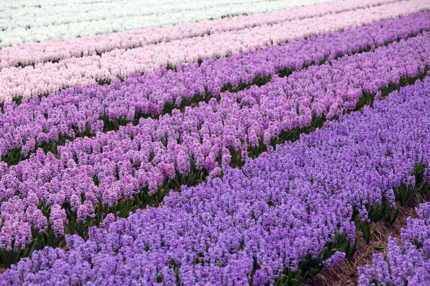 Campos de flores holandeses