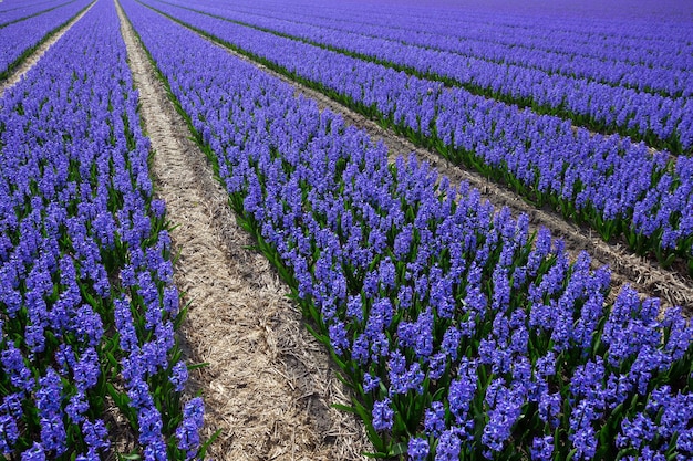 Campos de flores holandeses