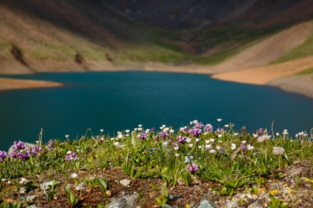 Campos de flores na margem do lago da montanha