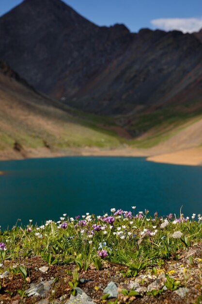 Campos de flores na margem do lago da montanha