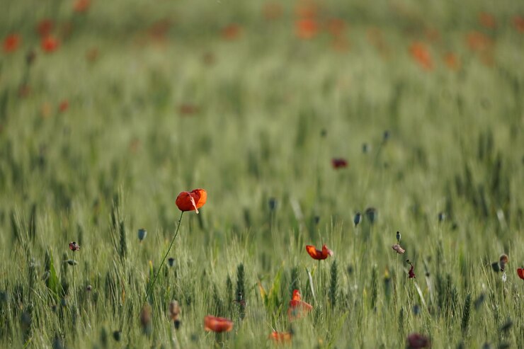 Foto campos de flores vermelhas