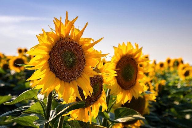 Foto campos de girassóis e nuvens de céu azul backgroundpaisagens de campos de girassóis em um dia ensolarado com padrões formados em fundo natural