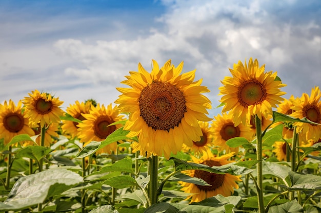 Campos de girassóis e nuvens de céu azul BackgroundPaisagens de campos de girassóis em um dia ensolarado com padrões formados em fundo natural