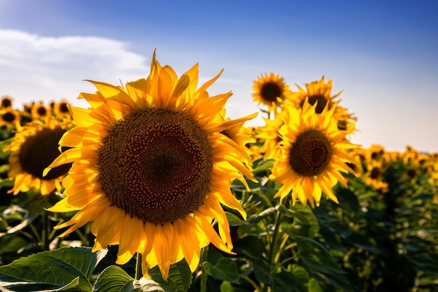 Campos de girassóis e nuvens de céu azul BackgroundPaisagens de campos de girassóis em um dia ensolarado com padrões formados em fundo natural