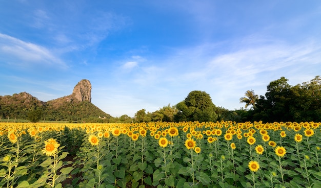 campos de girassóis lindos com fundo de montanha na manhã, as famosas atracções flor na vitória