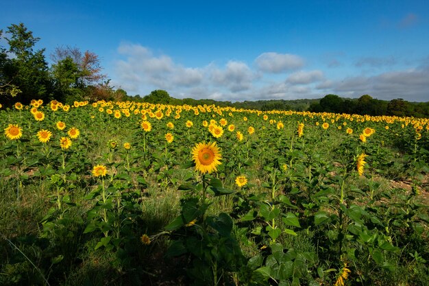 Foto campos de girassóis no verão no campo e sob um belo céu azul