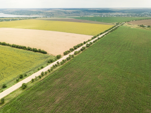 Campos de girassol e trigo com estrada em frente acima