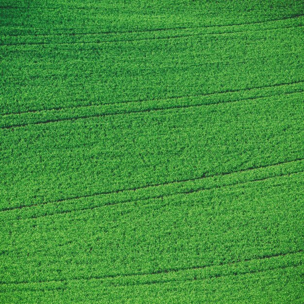 Campos de grama verde adequados para planos de fundo ou papéis de parede paisagem natural sazonal Morávia do sul República Tcheca