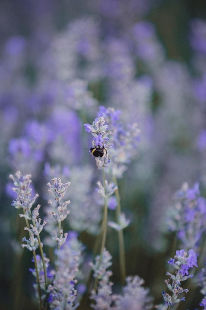 Campos de lavanda A beleza da lavanda roxa