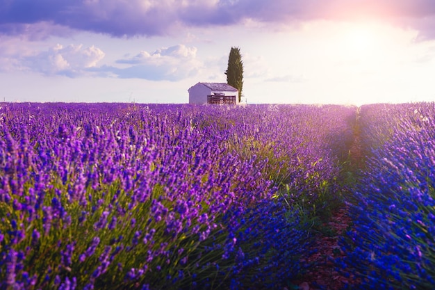 Campos de lavanda ao nascer do sol perto de Valensole, Provence, França. Bela paisagem de verão. Destino de viagem famoso