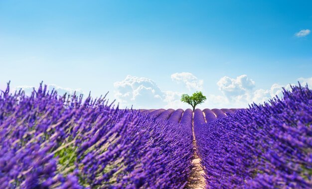 Campos de lavanda com árvore em forma de coração perto de Valensole, Provence, França. Bela paisagem de verão. Foco seletivo. Flores desabrochando de lavanda