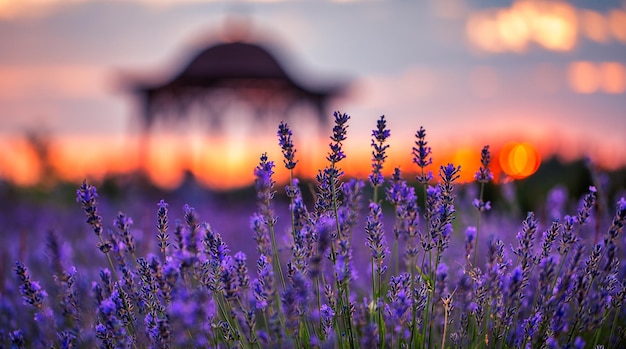 Campos de lavanda com decorações Ótimos lugares para sessões de fotos