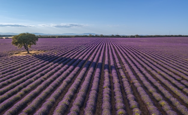 campos de lavanda en brihuega a vista de dron