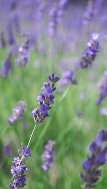 Campos de lavanda florescem em Hokkaido Japão para relaxar no verão ou na primavera