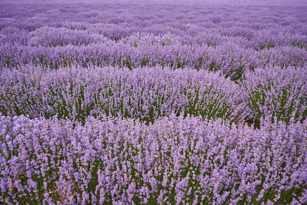 Campos de lavanda na cor natural do dia de verão