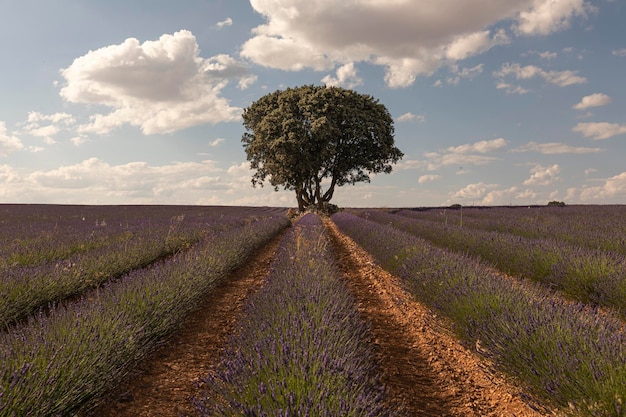 Campos de lavanda na província de Brihuega Guadalajara, Espanha