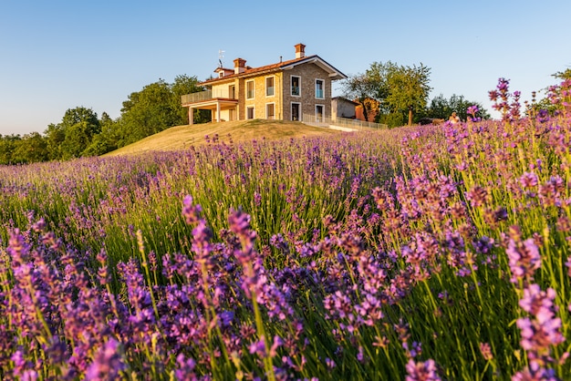 Campos de lavanda no piemonte