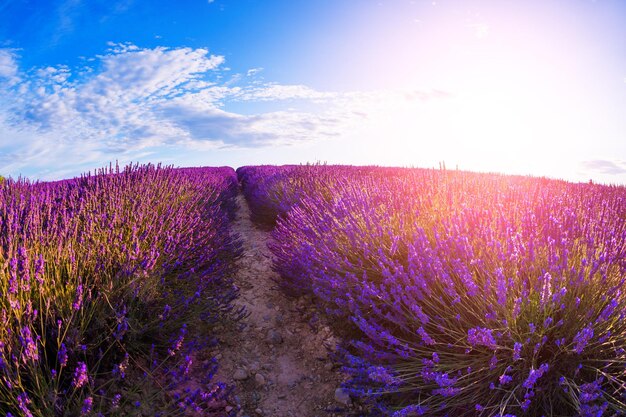 Campos de lavanda perto de valensole, provence, frança. paisagem linda de verão ao pôr do sol. flores desabrochando de lavanda