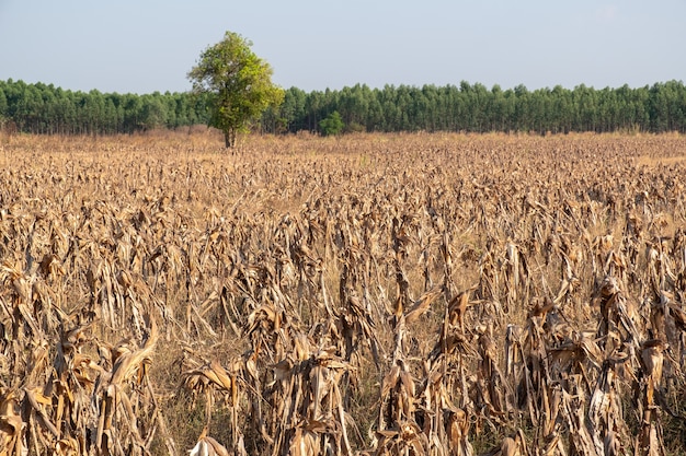 Campos de milho afrer colheita no céu do sol