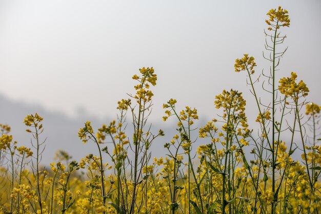 Campos de mostarda