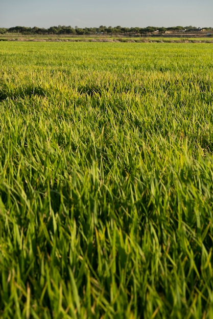 Campos de plantação de arroz