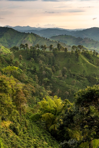 Campos de plantas de café arábica em plantação orgânica região de Manizales Colômbia