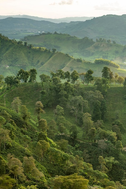 Campos de plantas de café arábica em plantação orgânica região de Manizales Colômbia