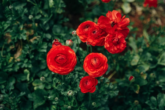 campos de rosas Damascenas vermelhas em estufas turcas