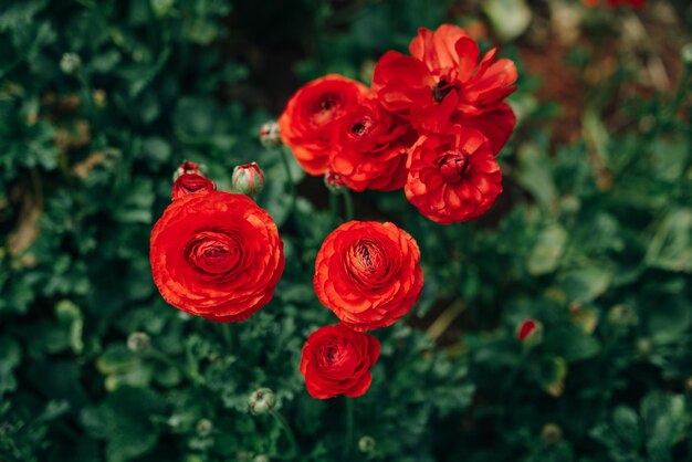 campos de rosas Damascenas vermelhas em estufas turcas