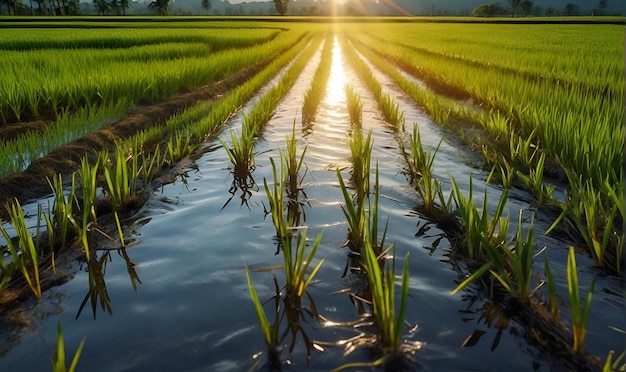 Foto campos de sementes de arroz plantações de arroz