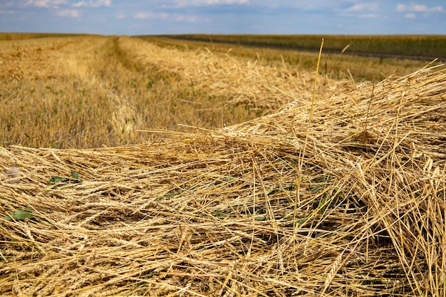 Campos de trigo amarelos, época da colheita.