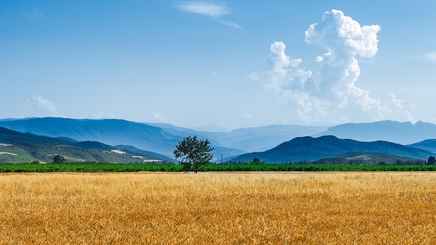 Campos de trigo de fazenda