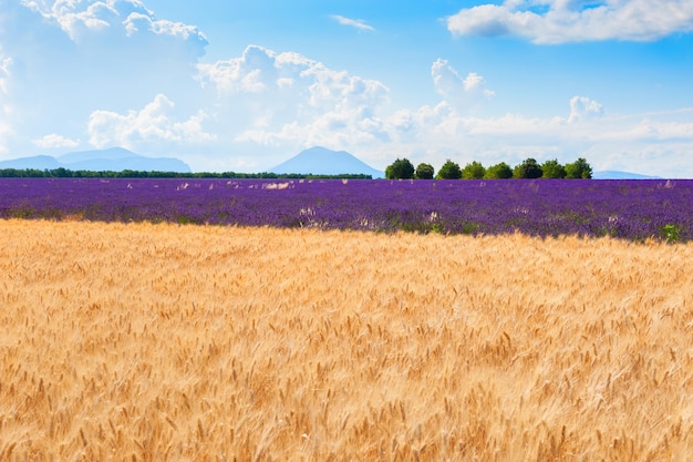 Campos de trigo e lavanda perto de Valensole, Provence, França.