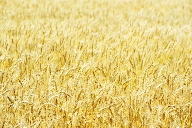 Campos de trigo no final do verão totalmente maduros