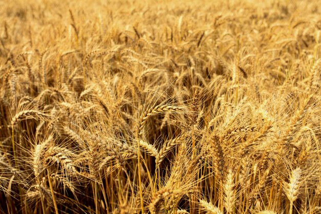 Campos de trigo no verão